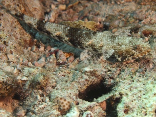 Saurida nebulosa